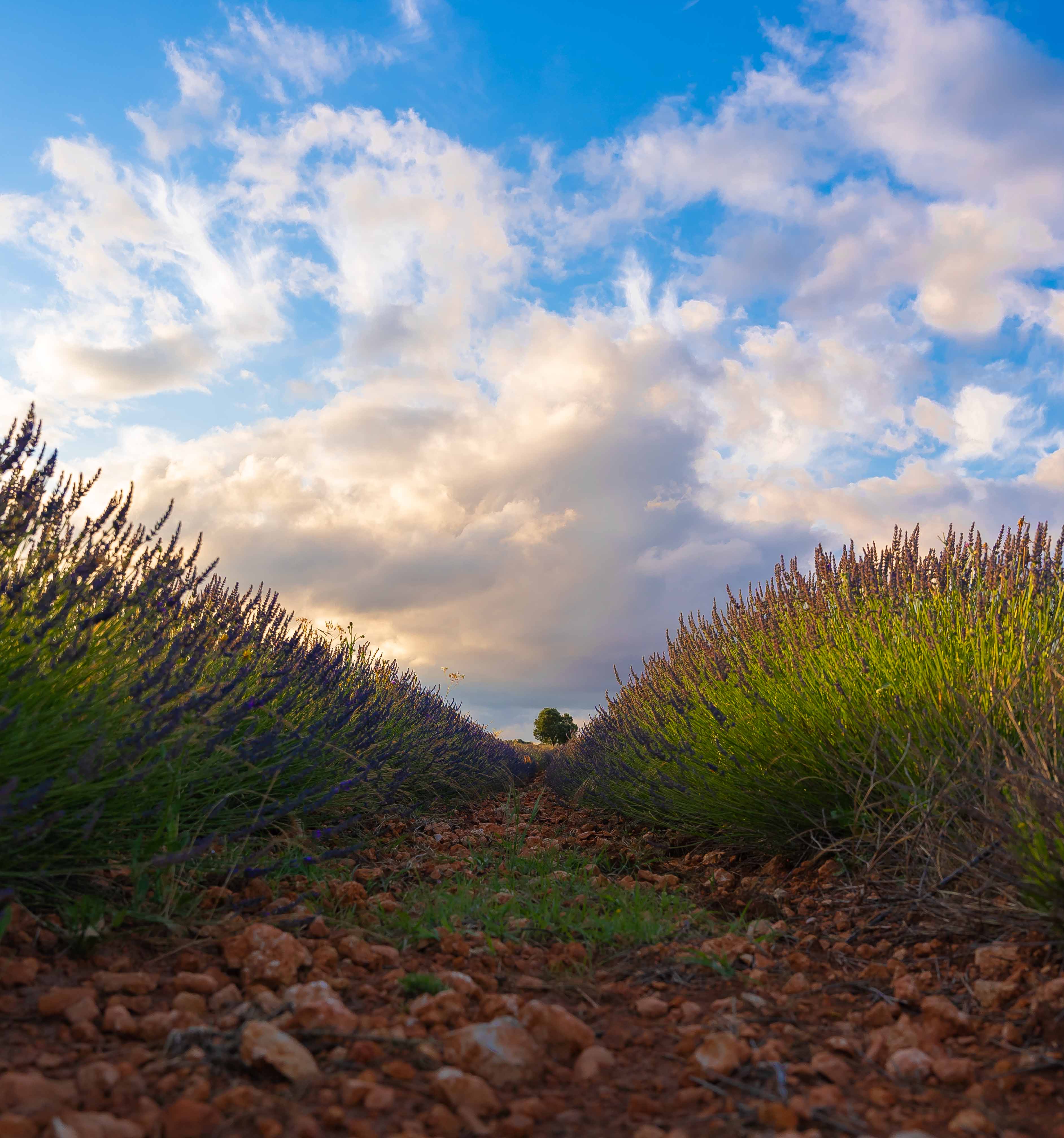 Campo de lavanda en Brihuega, Guadalajara — fotografía de paisaje de Roberto Romero